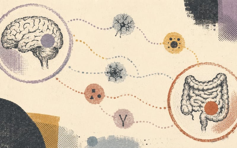 Editorial myth-versus-mechanism depiction of gut serotonin and brain serotonin pathways